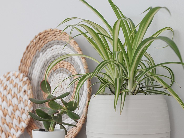 Spider plant.